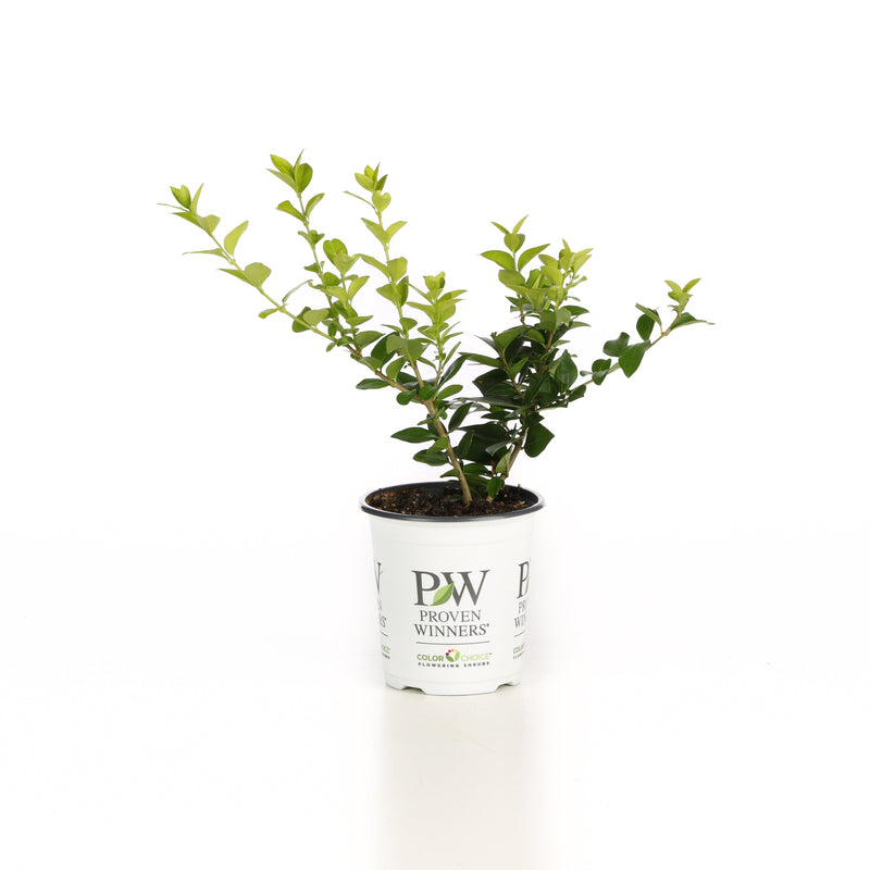 Golden Ticket Privet in container.