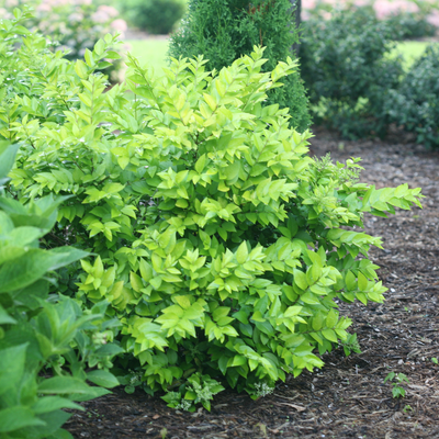 Golden Ticket Golden Ticket Privet in focus.