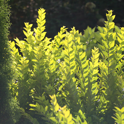 Golden Ticket Golden Ticket Privet in focus.