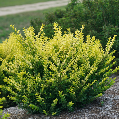 Golden Ticket Golden Ticket Privet in focus.