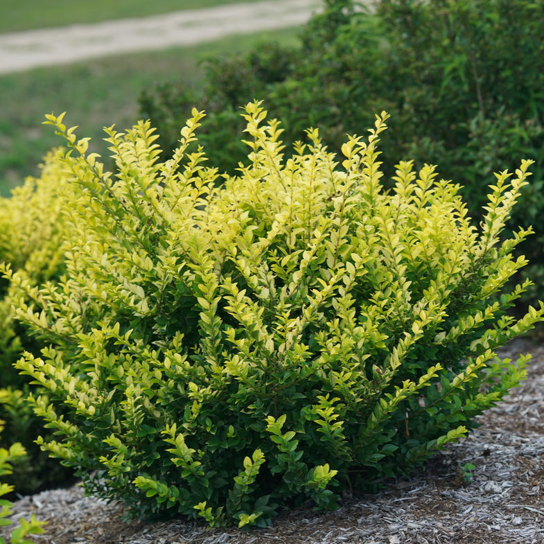 Golden Ticket Golden Ticket Privet in focus.