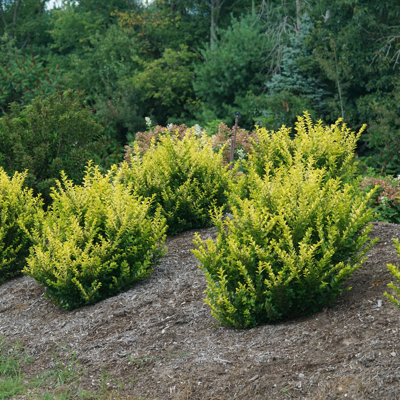 Golden Ticket Privet Ligustrum