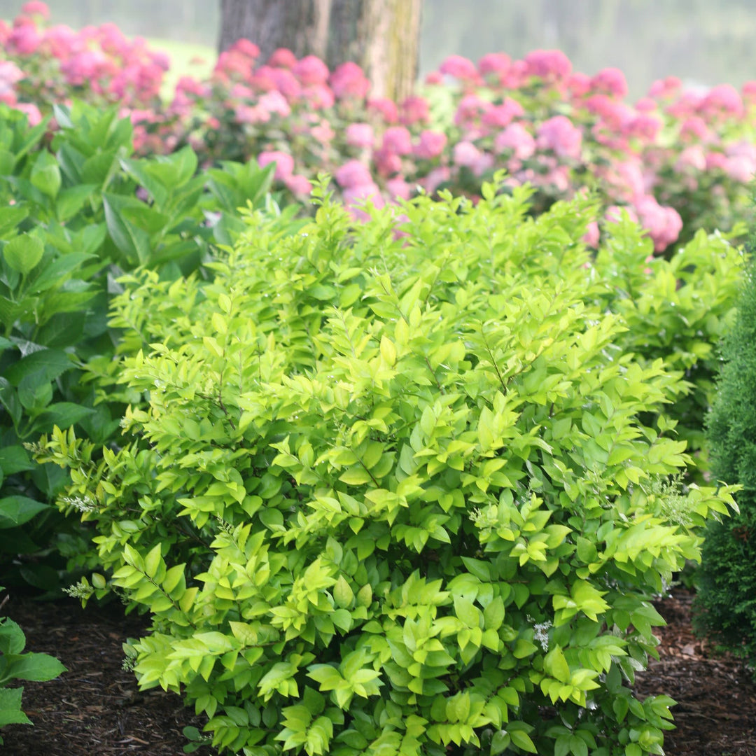 Proven Winners 1 Gal. Golden Ticket Privet (Ligustrum) Live Shrub, White Flowers and Yellow Foliage
