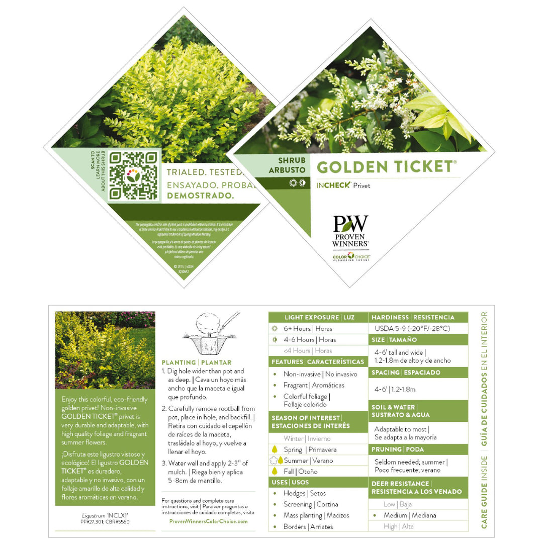 Golden Ticket® Privet (Ligustrum x vicaryi)