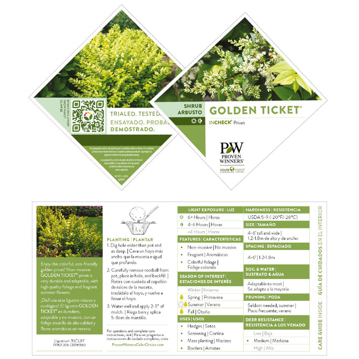Golden Ticket® Privet (Ligustrum x vicaryi)