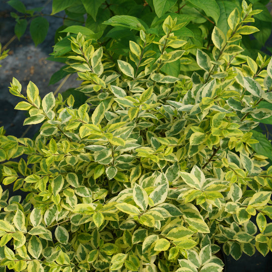 Good Vibrations® Privet (Ligustrum ovalifolium)