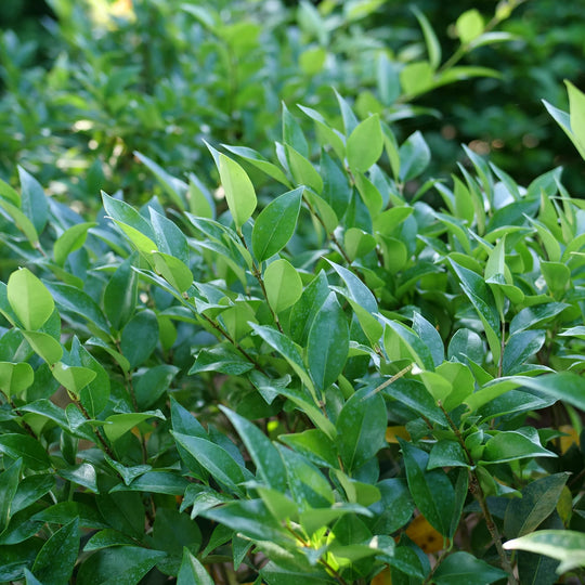 Kindly® Privet (Ligustrum japonicum)