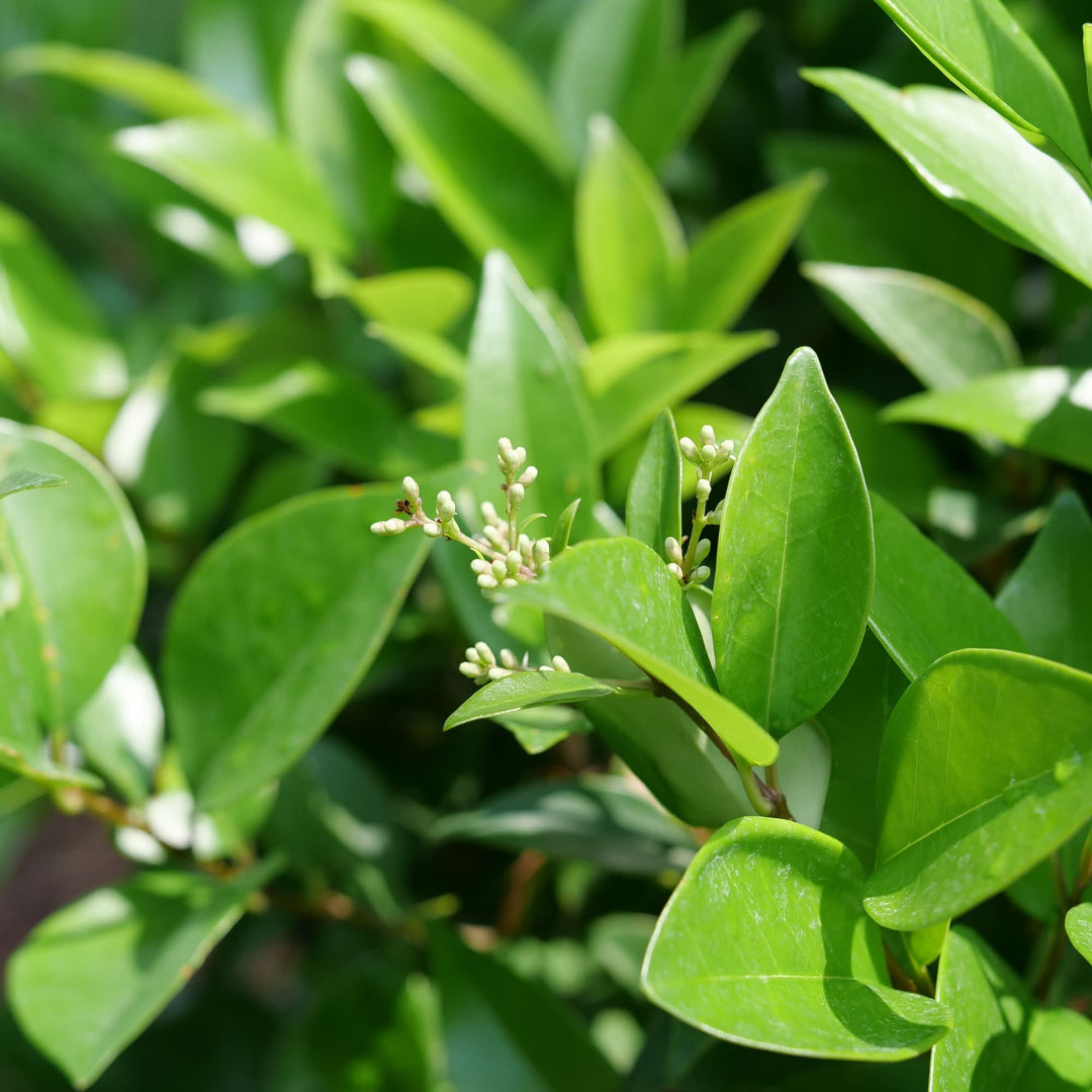 Kindly® Privet (Ligustrum japonicum)