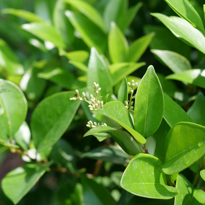 Kindly® Privet (Ligustrum japonicum)