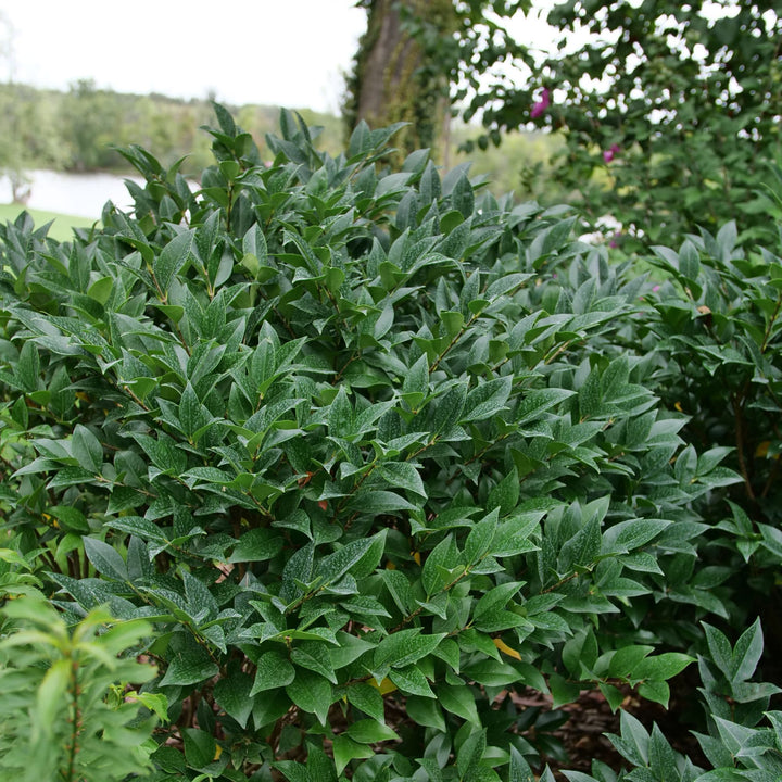 Kindly® Privet (Ligustrum japonicum)
