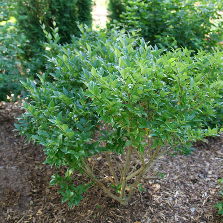 Kindly® Privet (Ligustrum japonicum)
