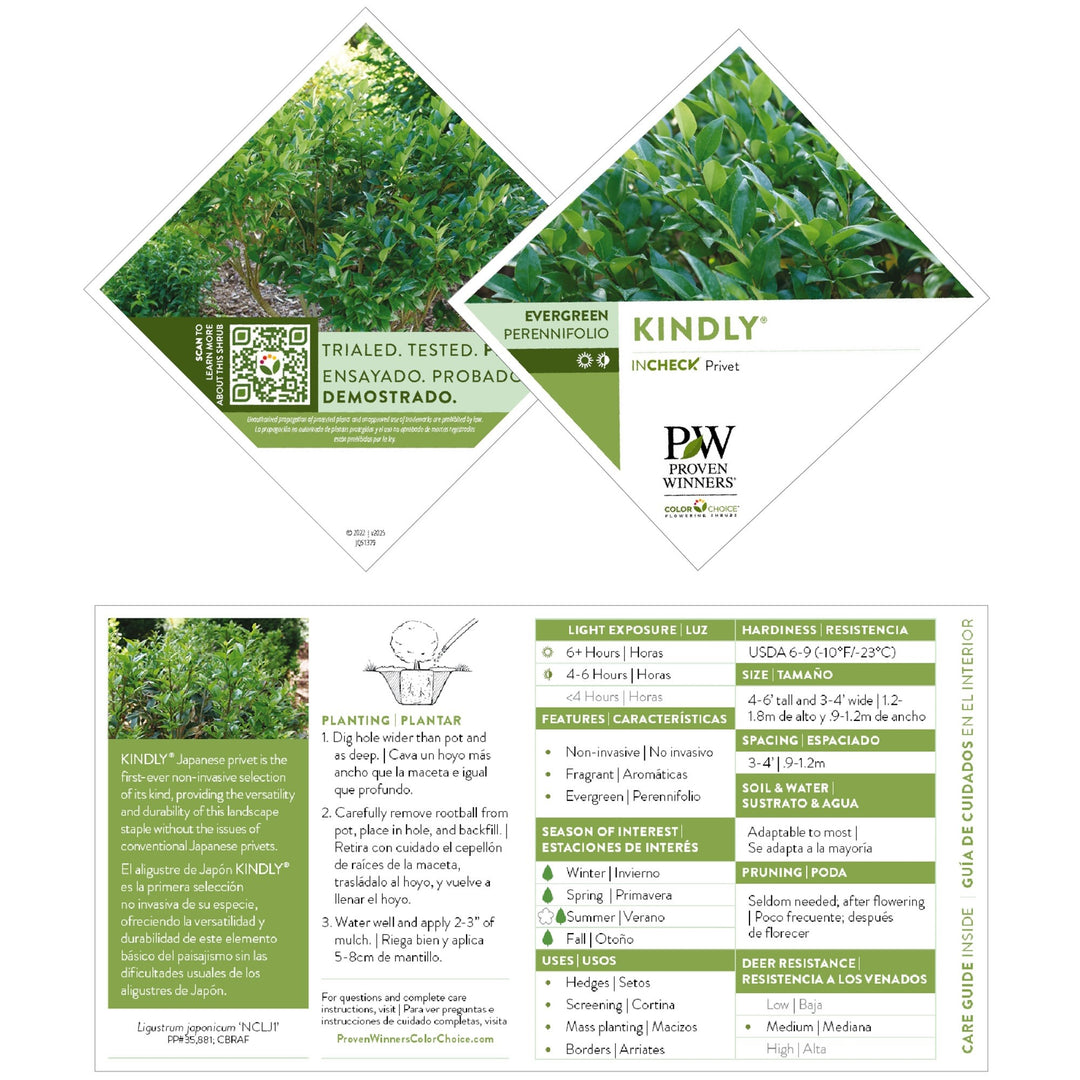 Kindly® Privet (Ligustrum japonicum)