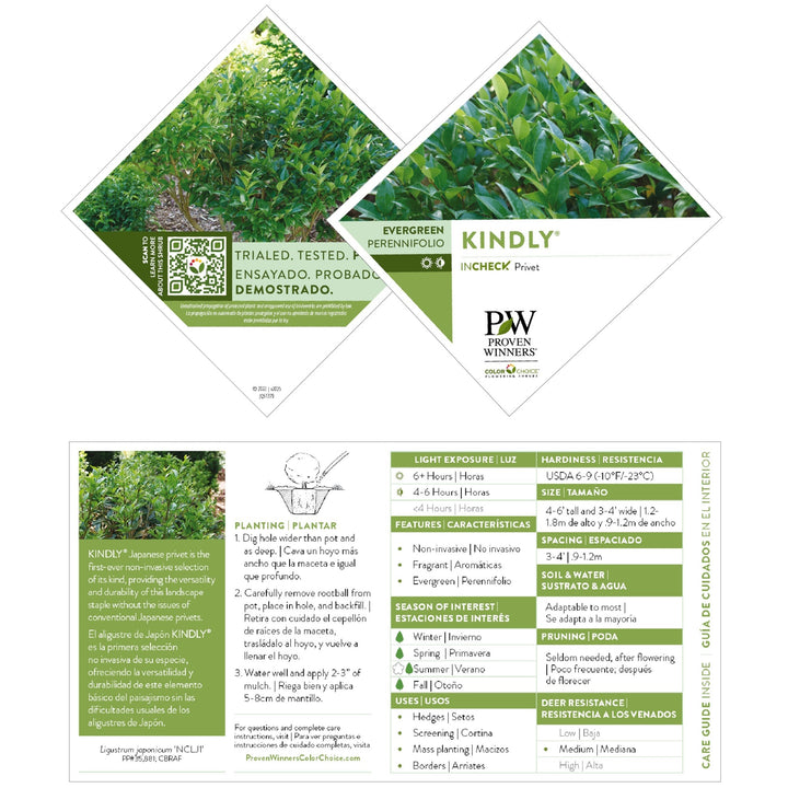 Kindly® Privet (Ligustrum japonicum)