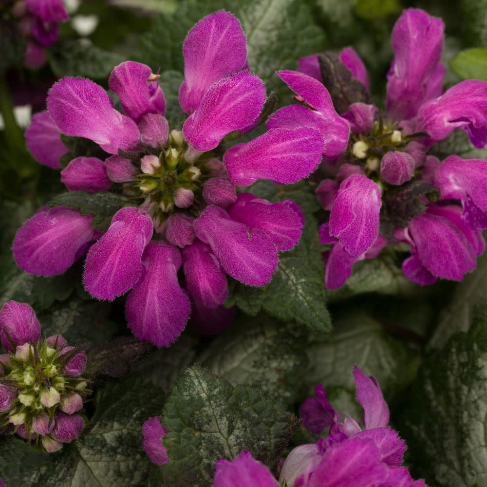 Dead Nettle | Proven Selections® Purple Chablis™ | Proven Winners