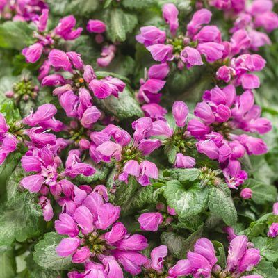 Proven Selections Purple Chablis Dead Nettle up close.