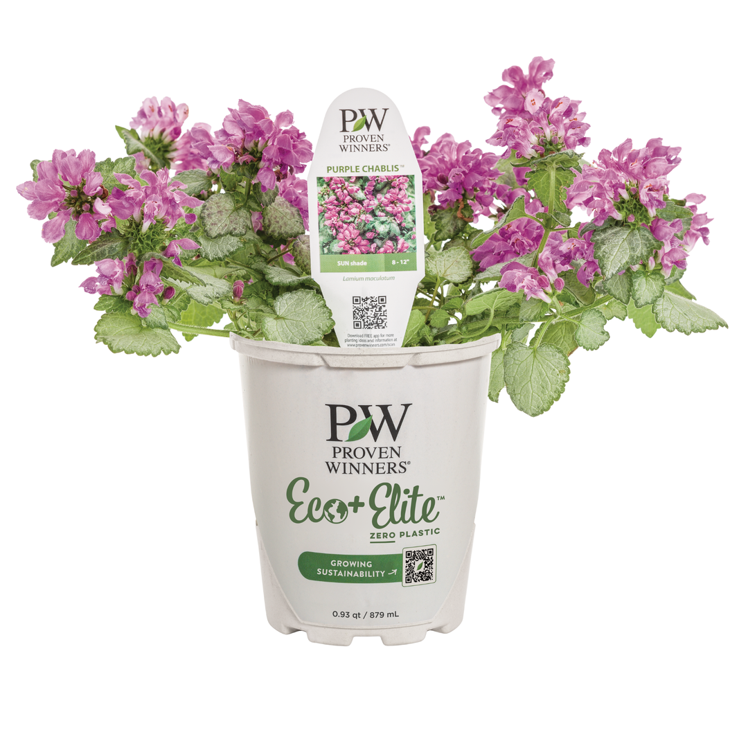 Dead Nettle | Proven Selections® Purple Chablis™ | Proven Winners