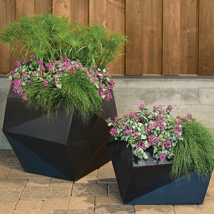 Proven Selections Purple Chablis Purple Chablis Dead Nettle in use.
