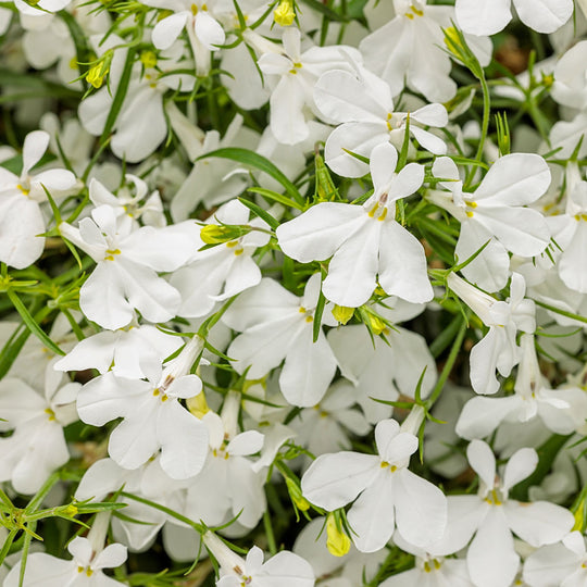 Laguna® Cloud White™ Lobelia (erinus)