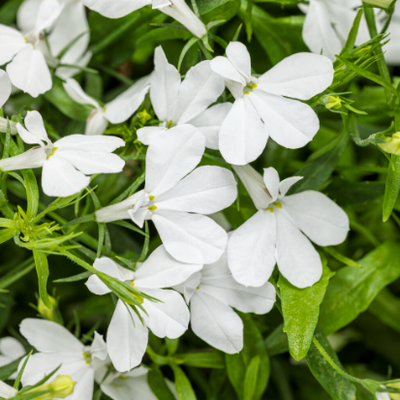 Laguna Cloud White Lobelia up close.