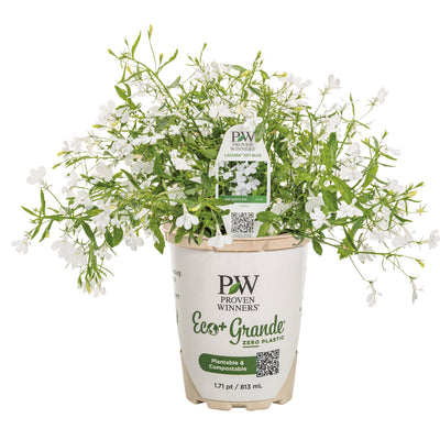 Laguna® Cloud White™ Lobelia (Lobelia erinus)