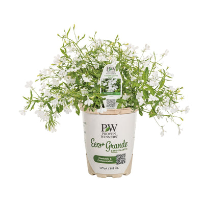 Laguna® Cloud White™ Lobelia (erinus)
