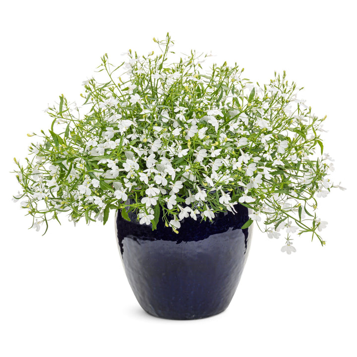 Laguna® Cloud White™ Lobelia (erinus)