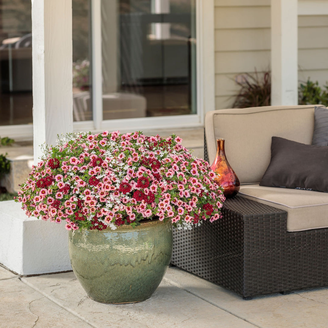 Lobelia | Laguna® Cloud White™ | Proven Winners® Annuals – Proven