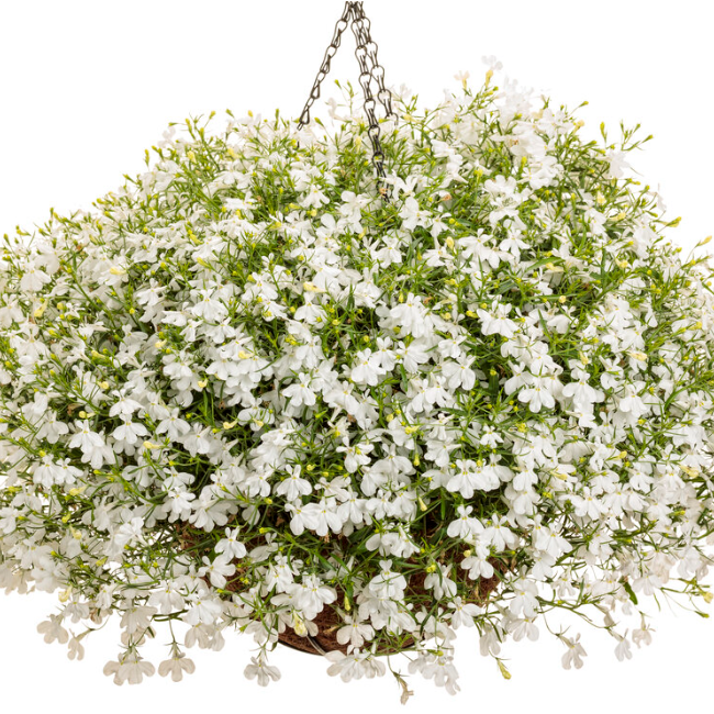 Laguna Cloud White Lobelia in use.