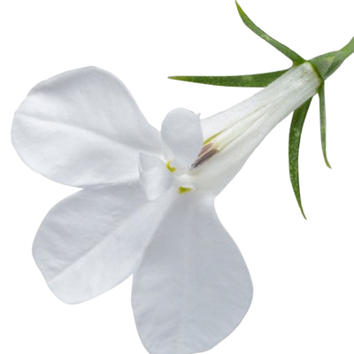 Laguna® Cloud White™ Lobelia (Lobelia erinus)