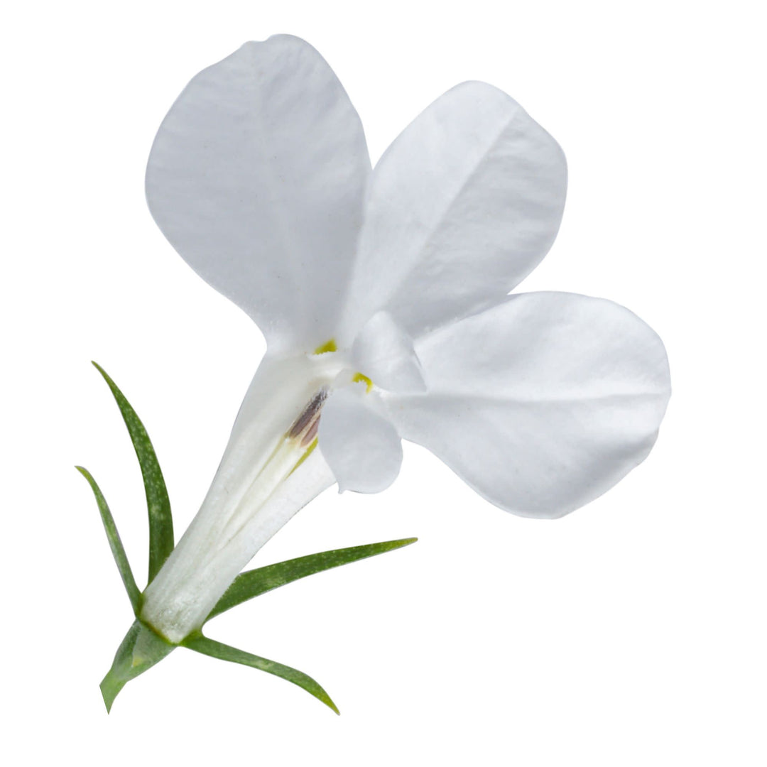 Laguna® Cloud White™ Lobelia (erinus)