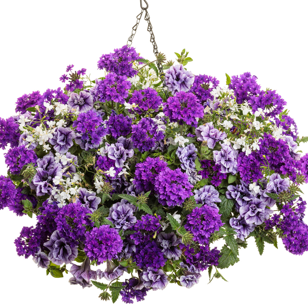 Laguna® Cloud White™ Lobelia (erinus)