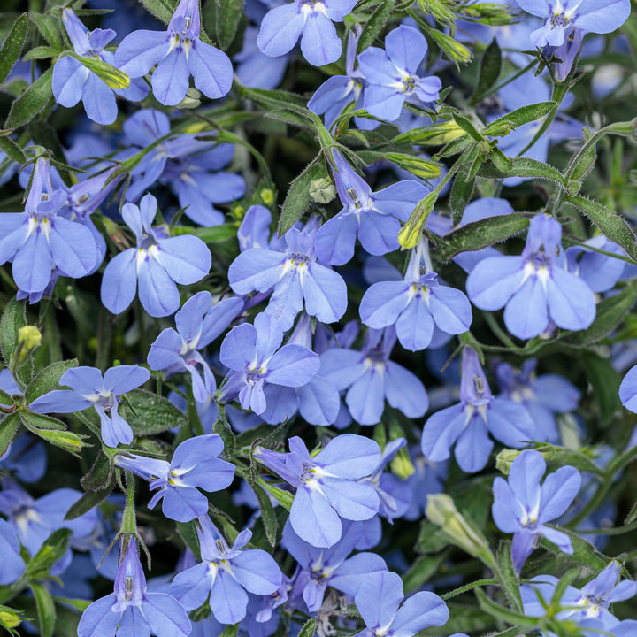 Lobelia | Laguna® Sky Blue | Proven Winners® Annuals – Proven