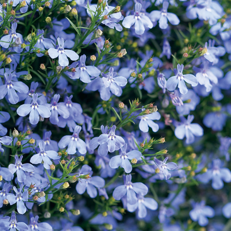 Laguna Sky Blue Lobelia up close.