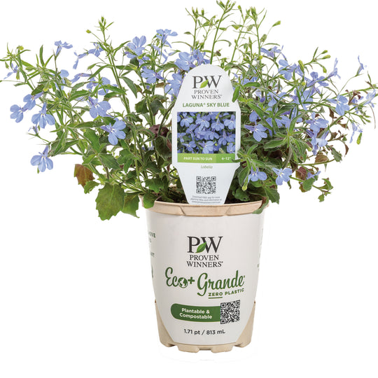 Laguna® Sky Blue Lobelia (Lobelia erinus)
