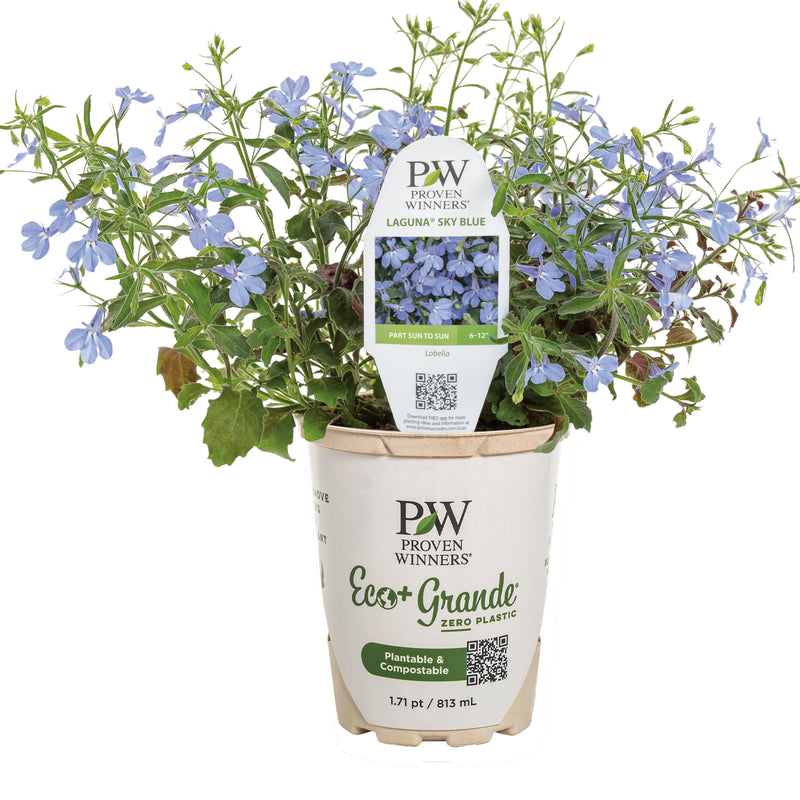 Laguna® Sky Blue Lobelia (Lobelia erinus)