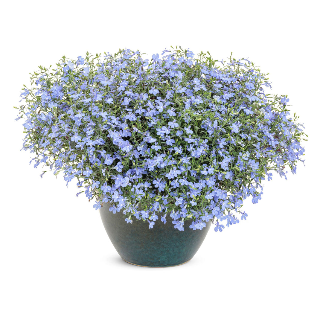 Laguna® Sky Blue Lobelia (Lobelia erinus)