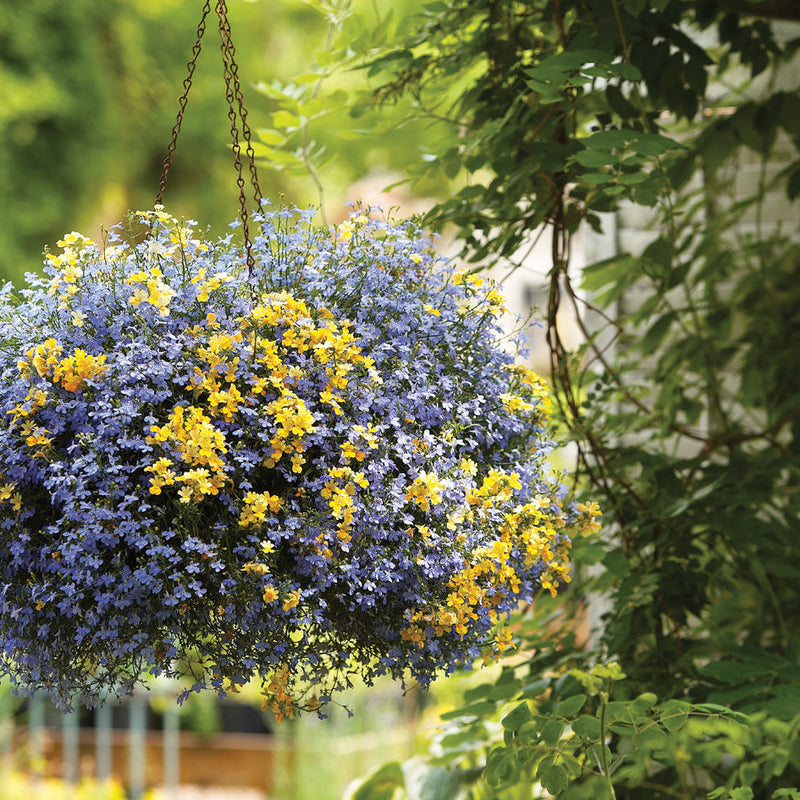 Laguna Sky Blue Lobelia in use.