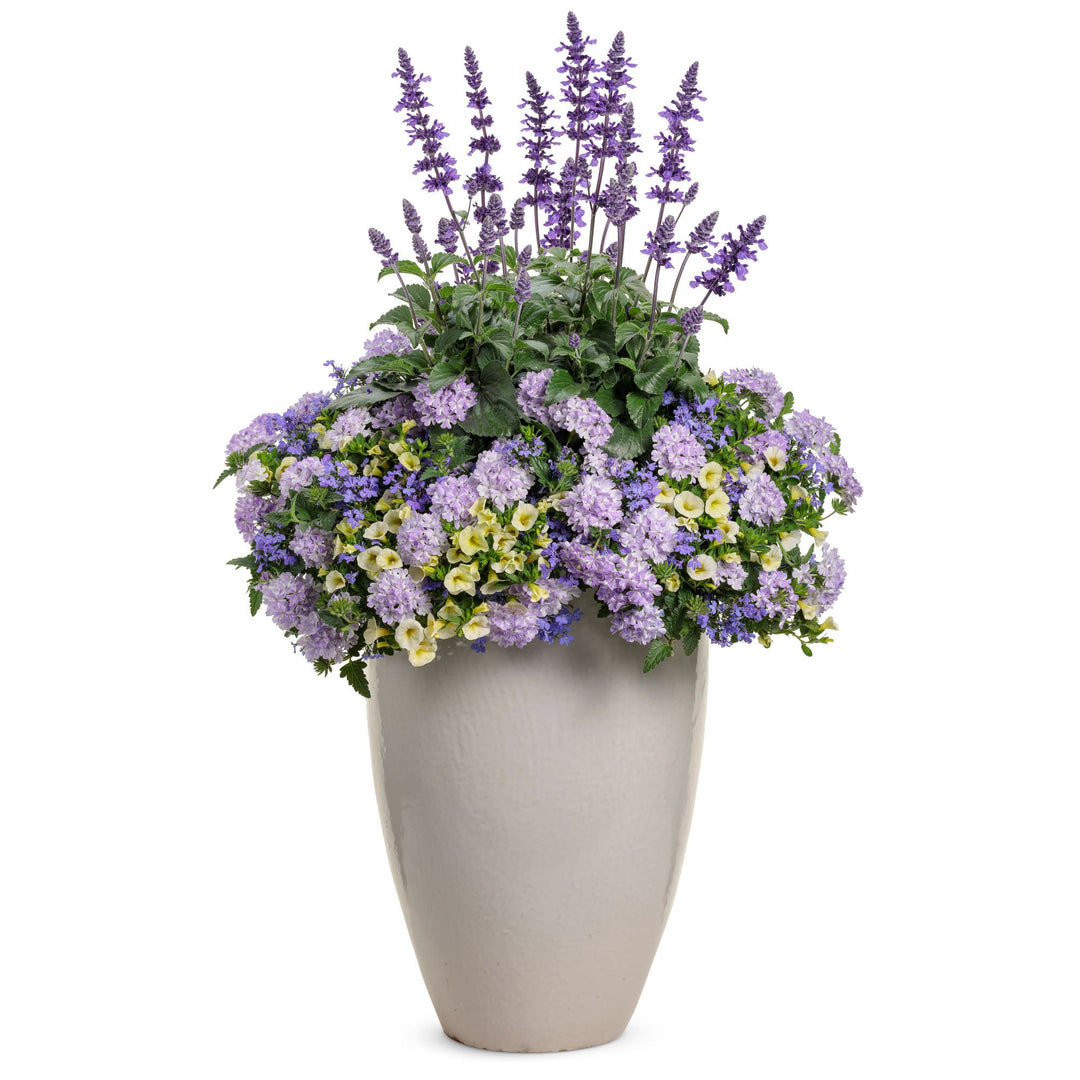 Laguna® Sky Blue Lobelia (Lobelia erinus)