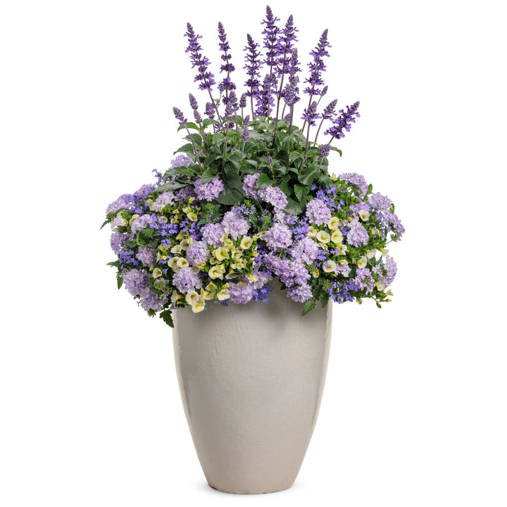 Laguna® Sky Blue Lobelia (Lobelia erinus)