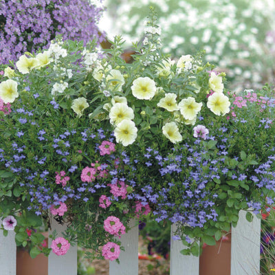 Laguna Sky Blue Lobelia in use.