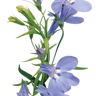 Laguna® Sky Blue Lobelia (Lobelia erinus)