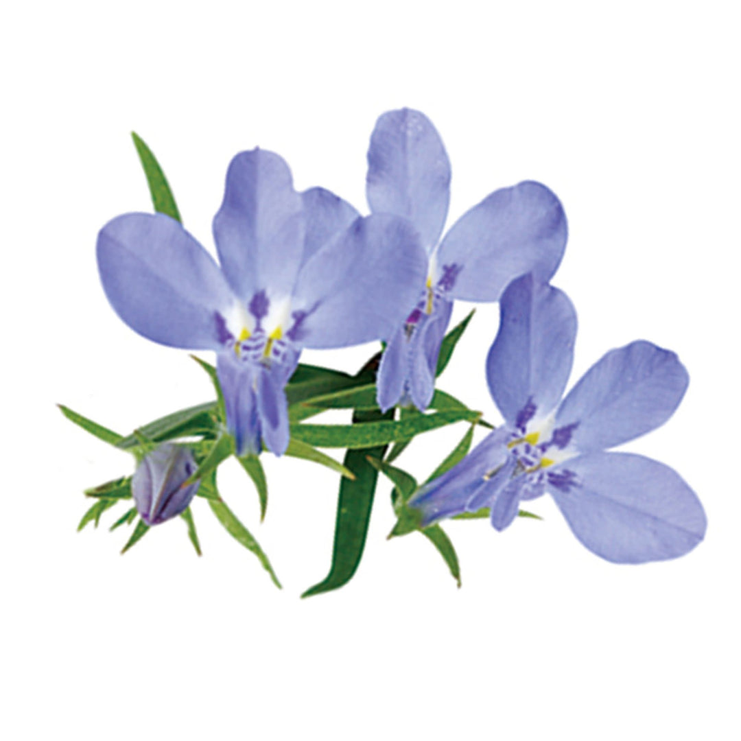 Lobelia | Laguna® Sky Blue | Proven Winners® Annuals – Proven
