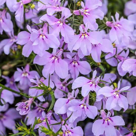 Laguna® Royale Lilac Lobelia (erinus) | Proven Winners® New Variety 2026