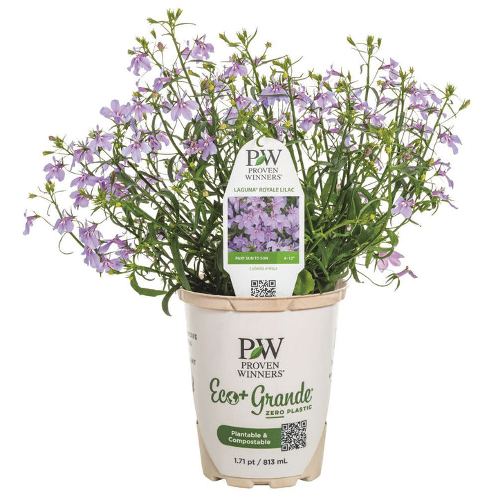 Lobelia | Laguna® Royale Lilac | Proven Winners® Annuals – Proven