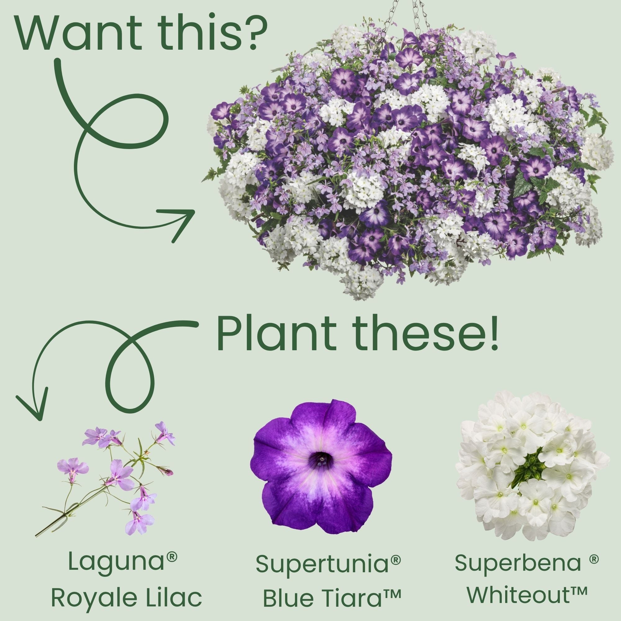 Lobelia | Laguna® Royale Lilac | Proven Winners® Annuals – Proven