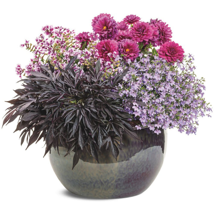 Laguna® Royale Lilac Lobelia (erinus) | Proven Winners® New Variety 2026