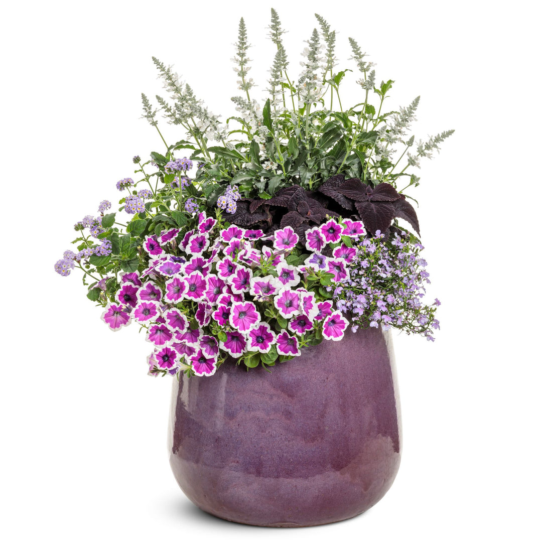 Lobelia | Laguna® Royale Lilac | Proven Winners® Annuals – Proven