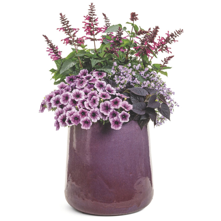 Laguna® Royale Lilac Lobelia (erinus) | Proven Winners® New Variety 2026