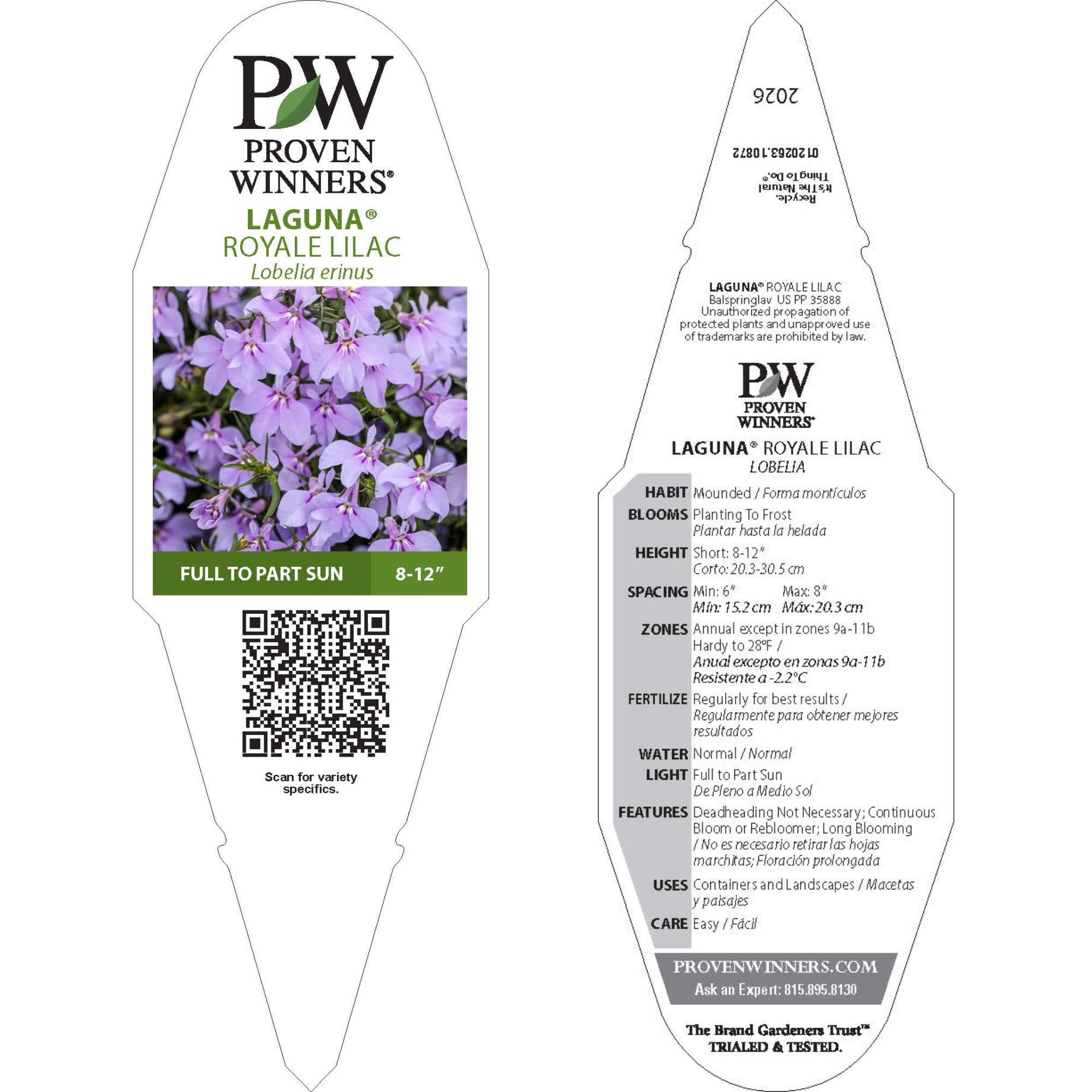 Lobelia | Laguna® Royale Lilac | Proven Winners® Annuals – Proven