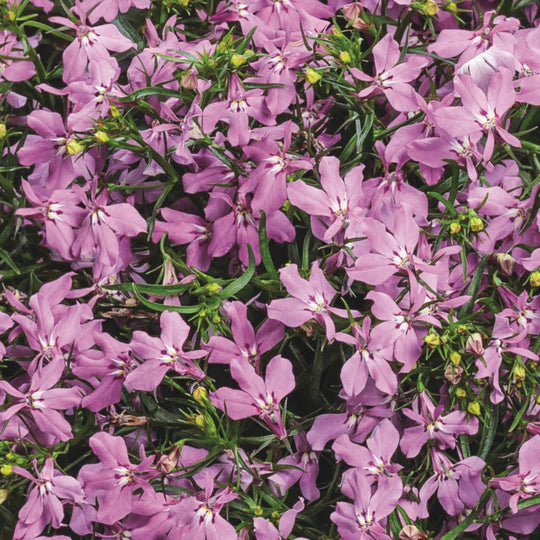Laguna® Royale Pink Lobelia (erinus) | Proven Winners® New Variety 2026